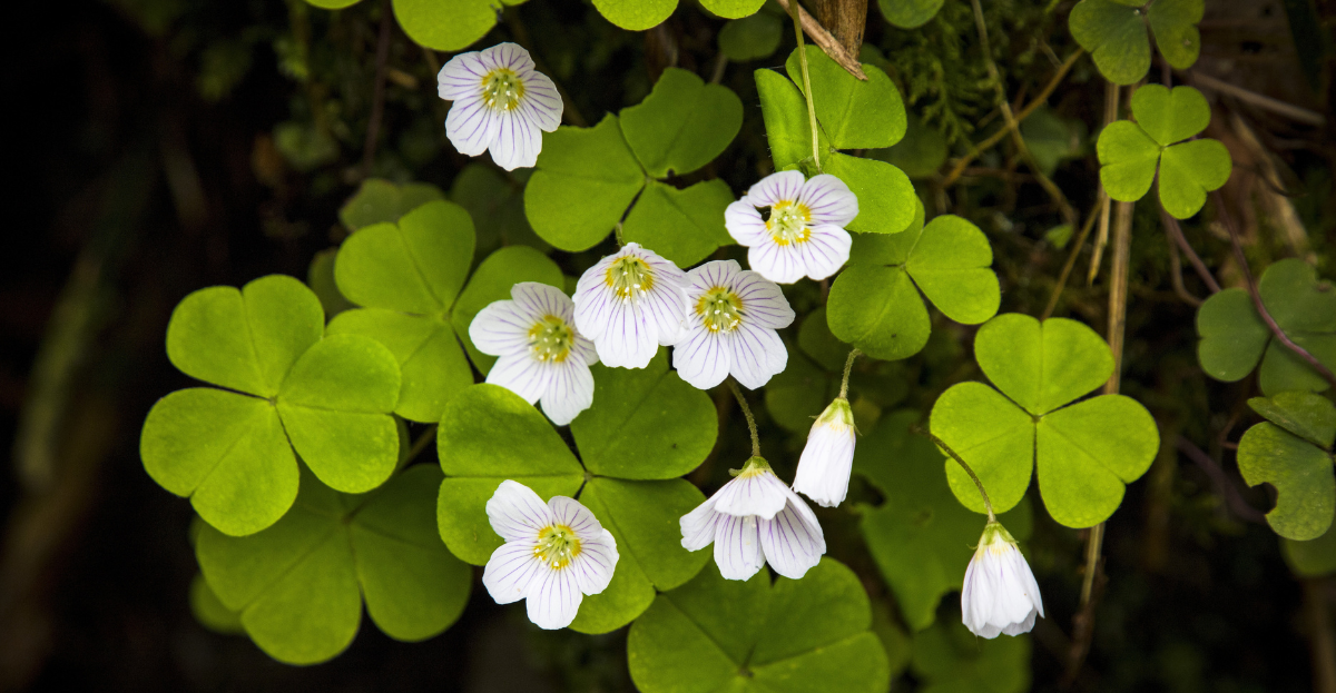 Wood Sorrel